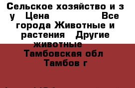 Сельское хозяйство и з/у › Цена ­ 2 500 000 - Все города Животные и растения » Другие животные   . Тамбовская обл.,Тамбов г.
